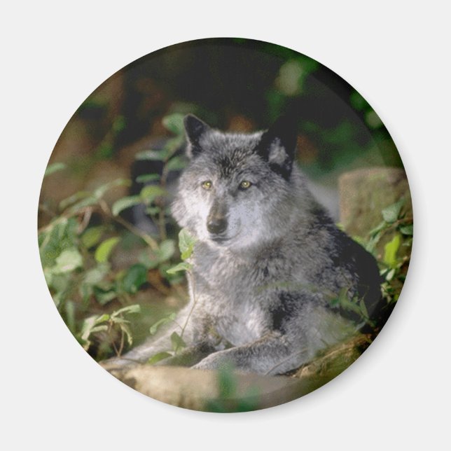 Imán Gray Wolf Magnet (Frente)