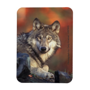 Imán Gray Wolf Magnet