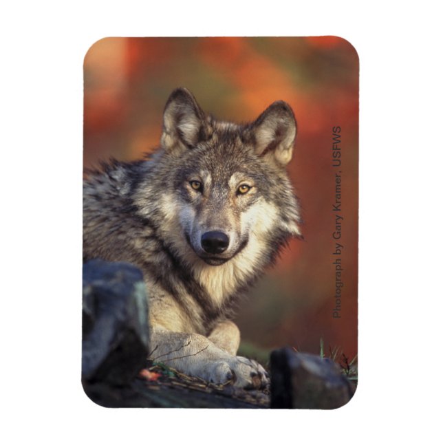 Imán Gray Wolf Magnet (Vertical)