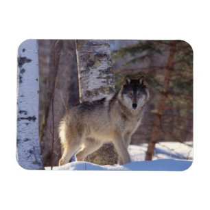 Imán Gray Wolf Magnet