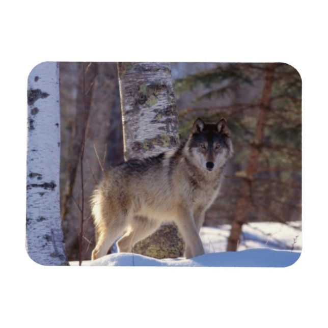 Imán Gray Wolf Magnet (Horizontal)