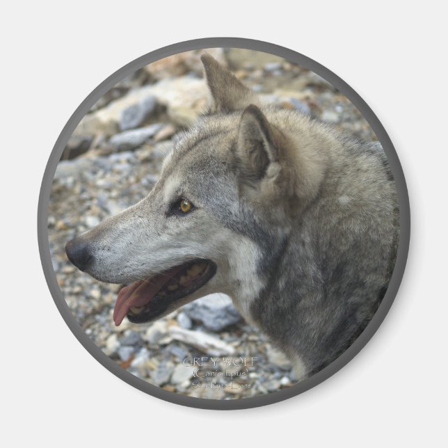 Imán GRAY WOLF Photo Magnet (Frente)