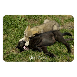 Imán Gray Wolf Pups Wildlife Magnet