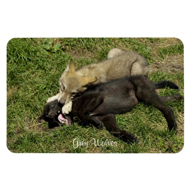 Imán Gray Wolf Pups Wildlife Magnet (Horizontal)
