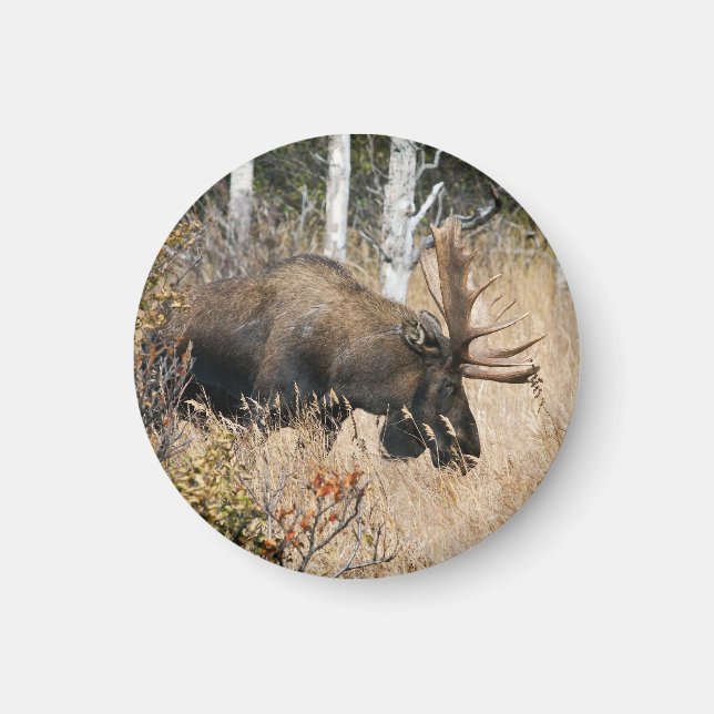 Imán Grazing Bull Moose (Frente)