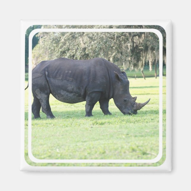 Imán Grazing Rhino Magnet (Frente)