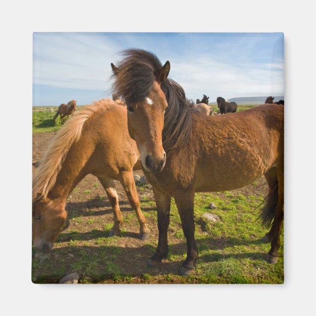 Imán Grazo de caballos islandés (Frente)
