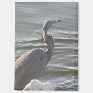 Imán Great Blue Heron by the Water