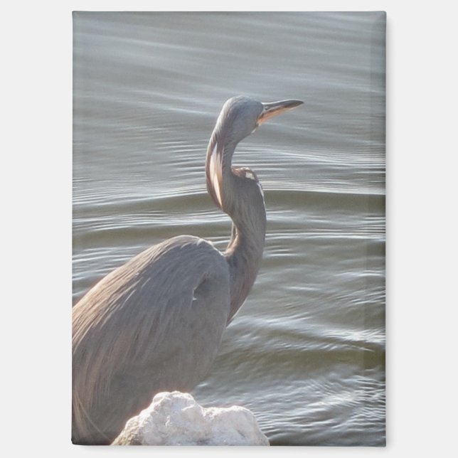 Imán Great Blue Heron by the Water (Anverso)