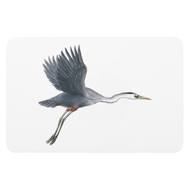Imán Great Blue Heron in Flight Flexi Magnet (Horizontal)