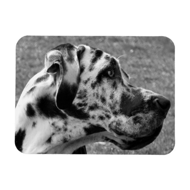 IMÁN GREAT DANE (Horizontal)