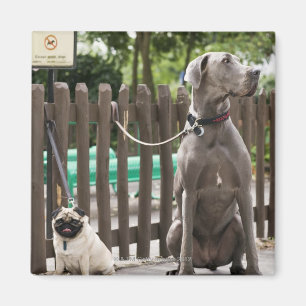 Imán Great dane azul y perros del barro amasado en los