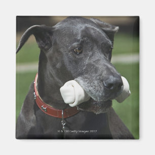 Imán Great dane con el hueso