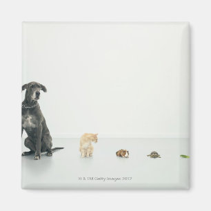 Imán Great dane, gato, conejillo de Indias, tortuga y