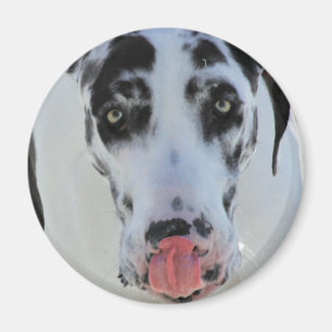 Imán Great dane - Harlequin - mi lengua toca mi nariz