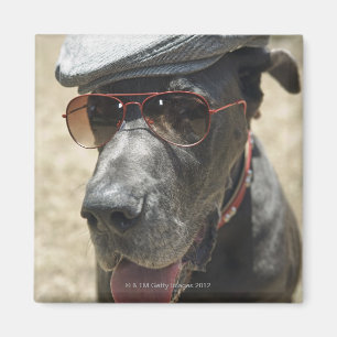 Imán Great dane que lleva el gorra y las gafas de sol