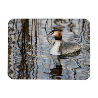 Imán Grebe de gran reputación