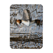 Grebe de gran reputación