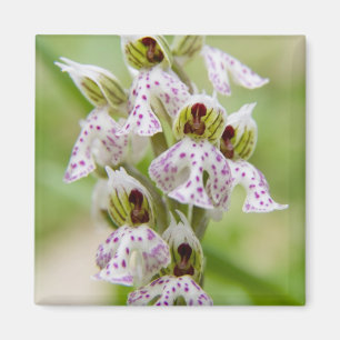 Imán Grecia, Creta. Orquídea en flor Orchis