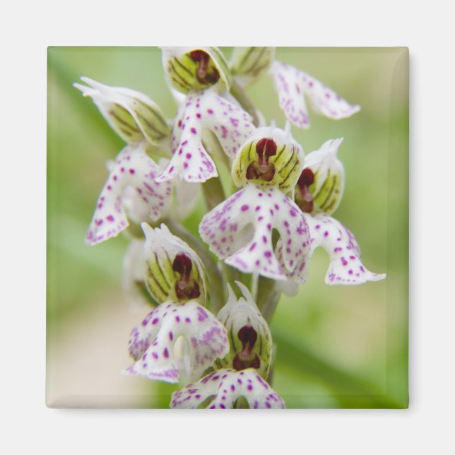 Imán Grecia, Creta. Orquídea en flor Orchis (Frente)