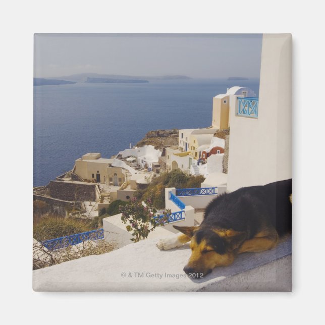 Imán Grecia, isla Santorini, ciudad de Oia, perro durmi (Frente)