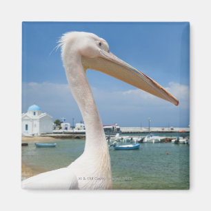Imán Grecia, Islas Cíclicas, Mykonos, Pelican