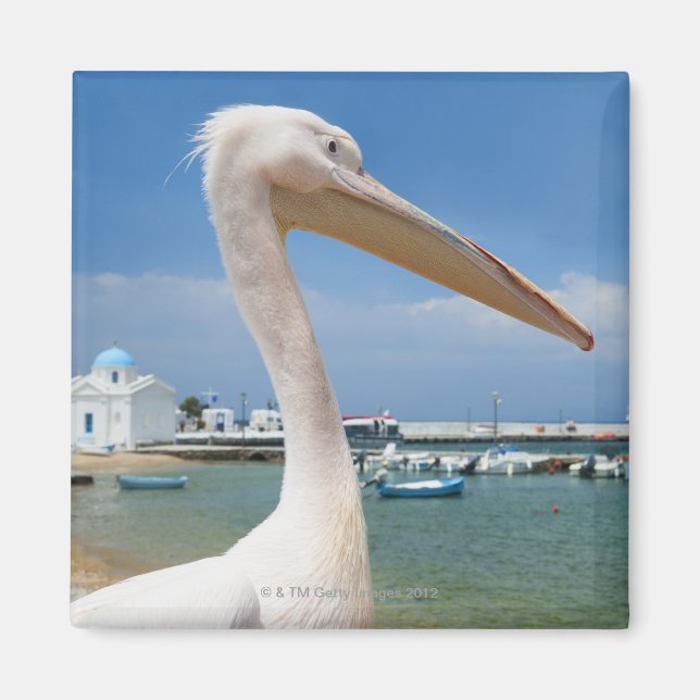 Imán Grecia, Islas Cíclicas, Mykonos, Pelican (Frente)