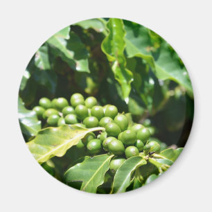 Imán Green Coffee Berries Magnet