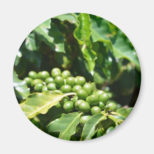 Imán Green Coffee Berries Magnet (Frente)