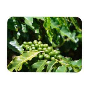 Imán Green Coffee Berries Magnet
