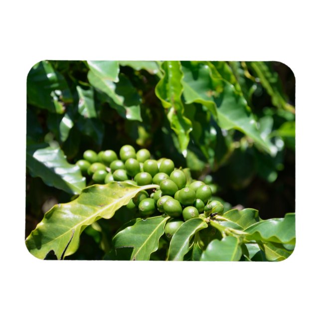 Imán Green Coffee Berries Magnet (Horizontal)