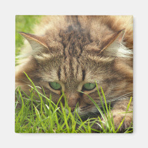 Imán Green Eyed Hunter