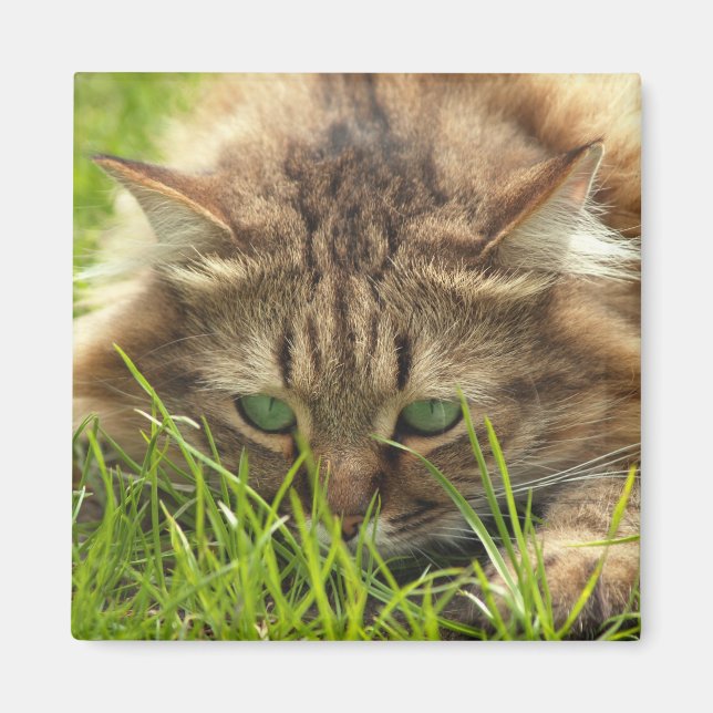 Imán Green Eyed Hunter (Frente)