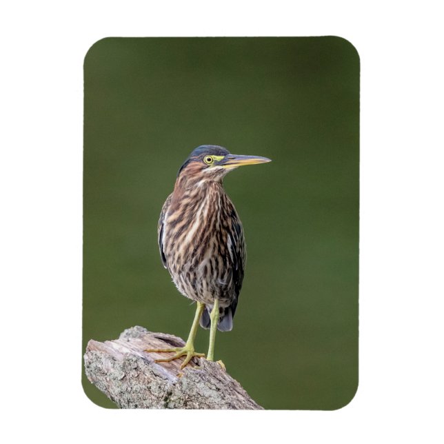 Imán Green Heron en un blog (Vertical)
