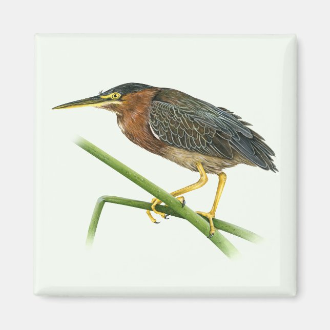 Imán Green Heron Magnet (Frente)