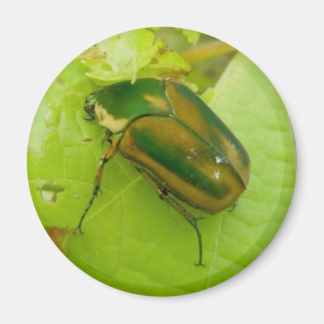 Imán Green June Beetle Magnet (Frente)