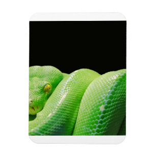 Imán green tree python