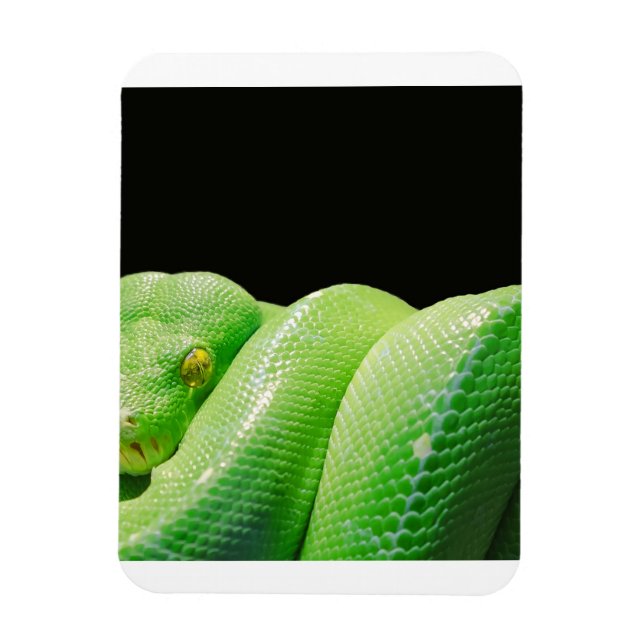 Imán green tree python (Vertical)