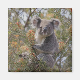 Imán Grevillea Koala Bear,