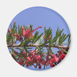 Imán Grevillea Plant Magnet