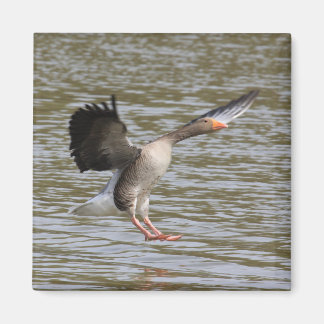 Imán Greylag Goose