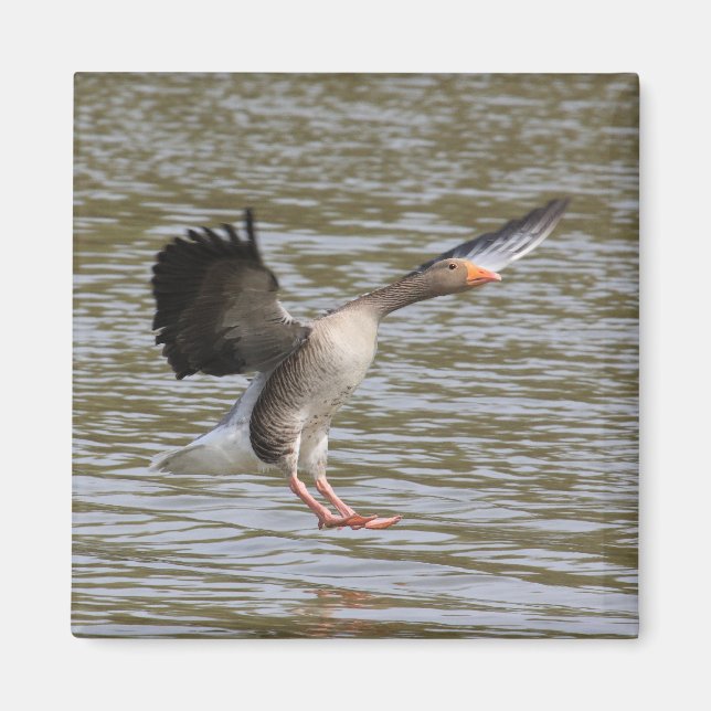 Imán Greylag Goose (Frente)