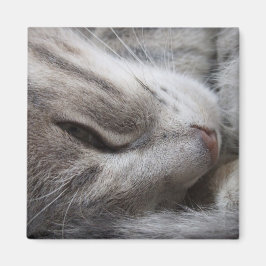 Imán Gris Cat Magnet