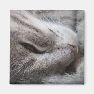 Imán Gris Cat Magnet