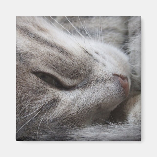 Imán Gris Cat Magnet (Frente)