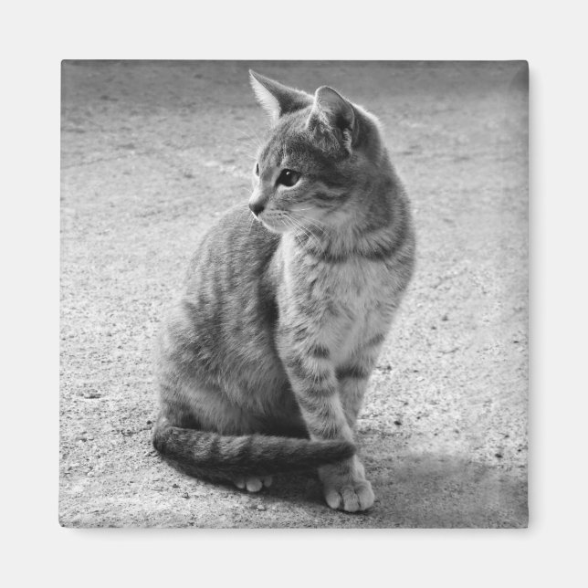 Imán Gris Cat Magnet (Frente)