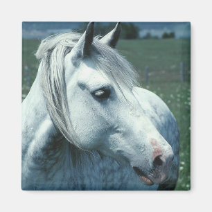 Imán Gris desplegado en pastor florido