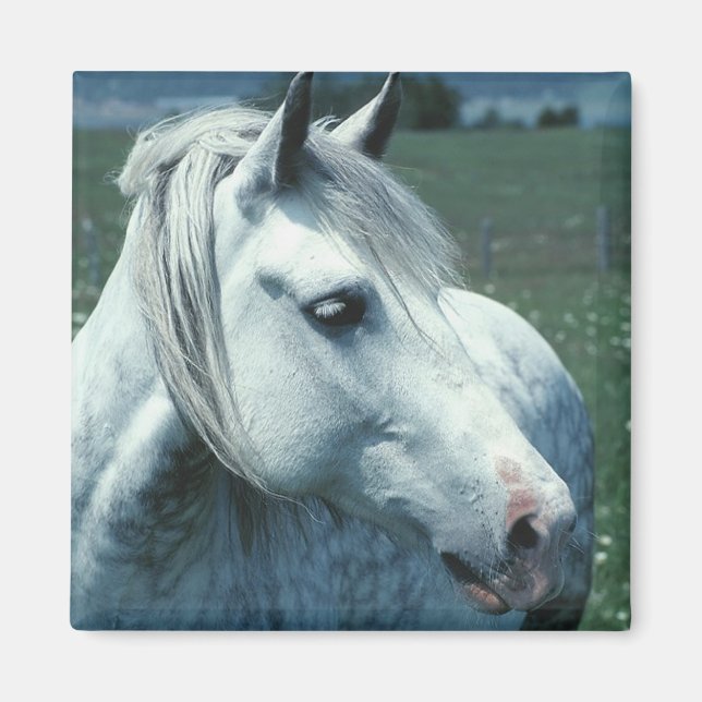 Imán Gris desplegado en pastor florido (Frente)