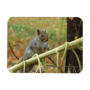 Imán Gris Gray Squirrel Magnet