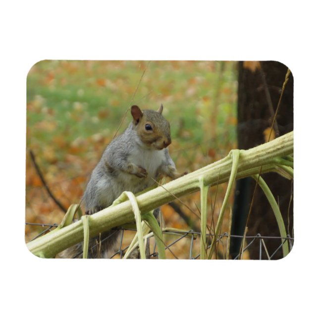Imán Gris Gray Squirrel Magnet (Horizontal)